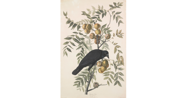 A color print of a black crow perched above a hummingbird nest on a leafy branch of a black walnut tree.