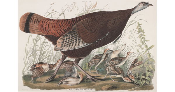 A color print of a female wild turkey and her young in a natural setting.