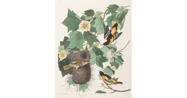 A watercolor print of three orange and black birds on a nest among flowering branches with green leaves.