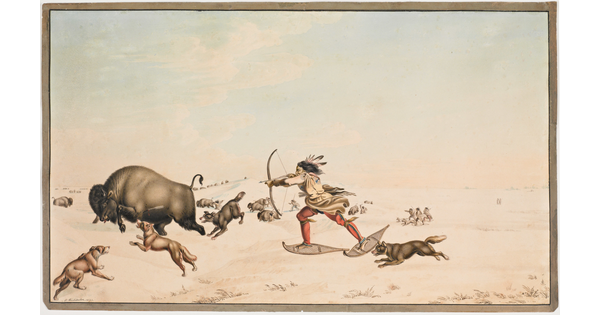 A watercolor of a Native American person wearing snowshoes shooting arrows at a bison as dogs surround it.