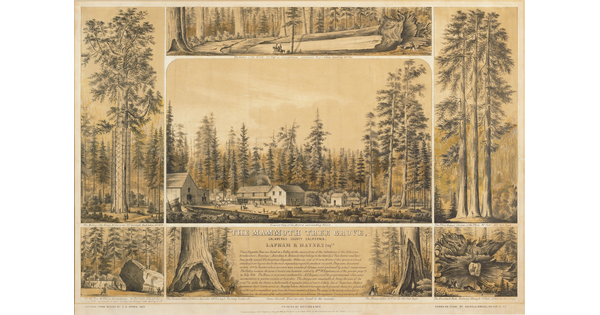 A hand-colored print depicting seven scenes of forests and trees around a caption with detailed explanations.