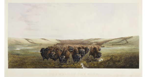 A color print of a large herd of bison moving through a field.