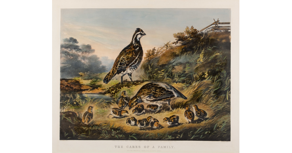 A color print of a two adult quails surrounded by their chicks.