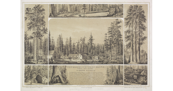 A black-and-white print divided into seven sections, each showing a scene featuring giant trees, buildings, and people.
