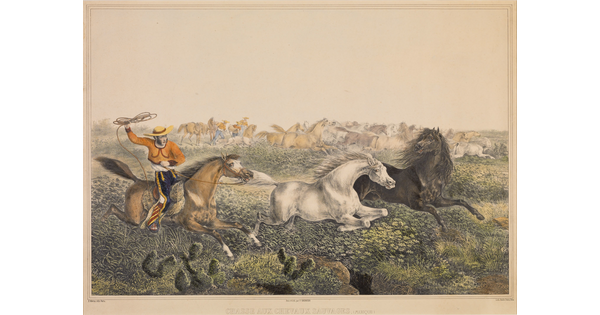 A color print of a man in traditional Mexican clothing on horseback attempting to lasso a horse from a herd of wild horses.