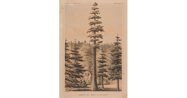 A black-and-white print of a sequoia tree that towers above the rest of the forest.