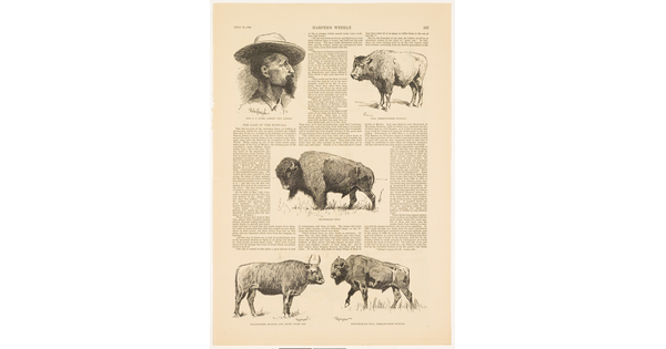 A page from a magazine with text and five illustrations: a bearded man with a wide brimmed hat and four varieties of bison and cattle.