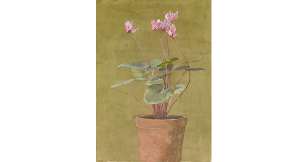 A watercolor of a plant with pink flowers in a terracotta pot.