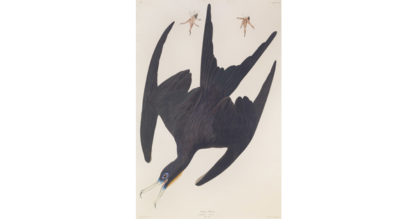 A color print of a black bird diving in flight with details of the feet depicted separately.