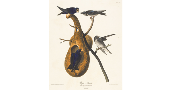 A color print of four birds, two gray and two iridescent purple, on a bare branch on which hangs a gourd containing a nest.