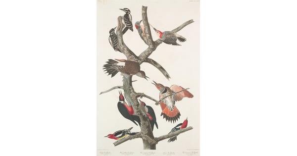 A color print of 10 mostly red, black, and gray birds in different poses, two of each species, on a bare branch.