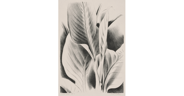 A black-and-white print of a cropped view of canna leaves.