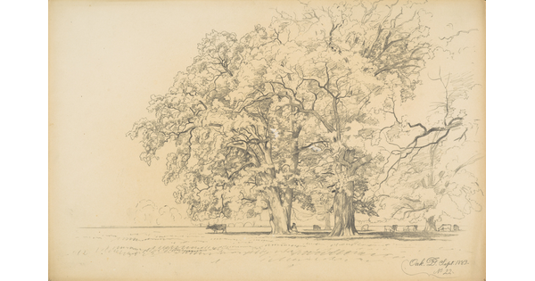 A black-and-white drawing of two large oak trees with cattle walking under them.