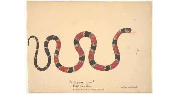 A watercolor painting of a snake with red, black, and white bands above its Latin name written in script.
