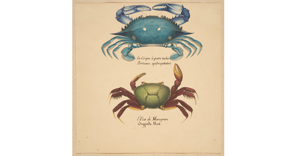 A watercolor painting of a blue crab and a green crab with red legs over their Latin names written in script.