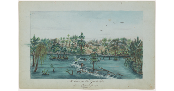 A watercolor of trees and logs in a rushing a river.