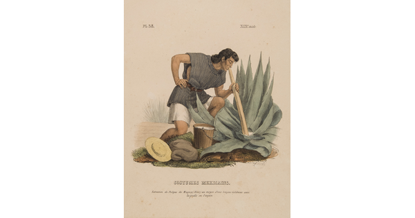 A color print of an Indigenous man in a belted tunic kneeling over a large aloe plant siphoning the aloe with a tube.