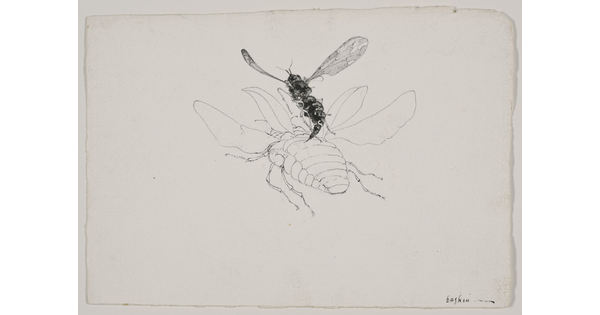 A black-and-white drawing of a close-up, rear view of a black fly hovering over a white, winged beetle.