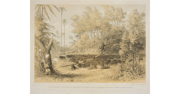 A color print of a White man standing in a tree surrounded by a herd of wild pigs as a White man with a rifle and an Indigenous man hide behind a tree.