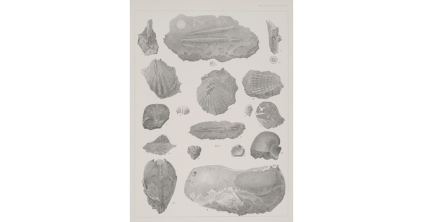 A black-and-white print of various plant fossils shown from different angles.