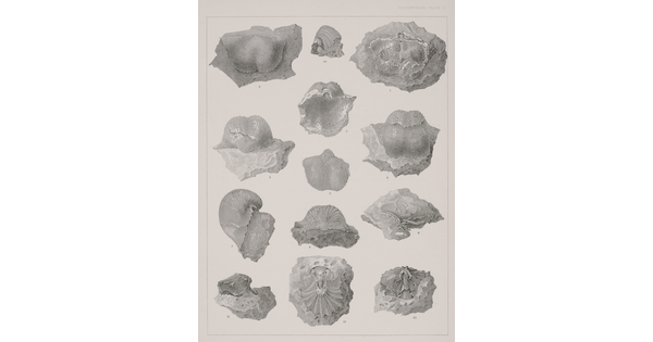 A black-and-white print of various fossils shown from different angles.
