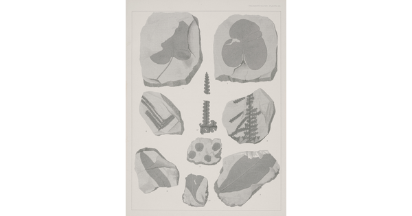 A black-and-white print of various fossilized impressions of plant stems and leaves.