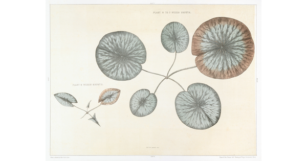 A color print of a botanical illustration of the leaves of a water lily in different sizes.