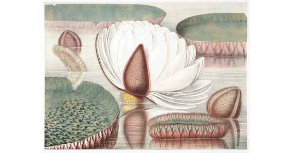 A color print of a botanical illustration of water lilies on calm water: several large leaves, several buds, and one large open white flower.