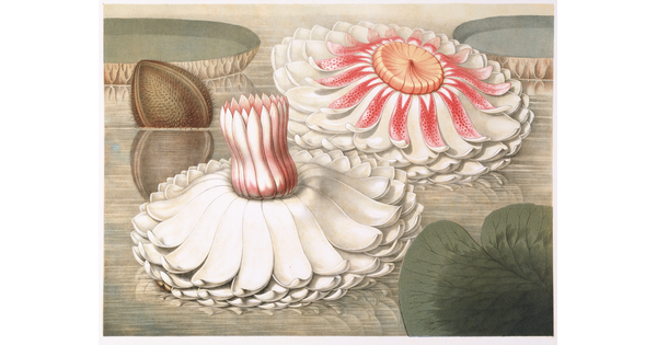 A color print of two large white flowers, one with an open red center and one with a closed red center, floating on water among lily pads.