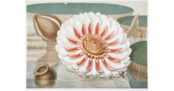 A color print of a large white flower with red center petals floating on water among lily pads and brown seed pods.