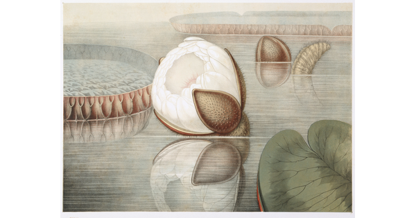 A color print of a large white flower emerging from a brown seed pod floating on water among leaves and lily pads.