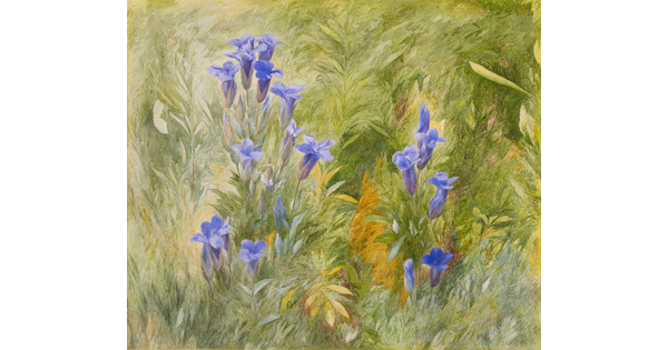 A watercolor of purple flowers in green grass.