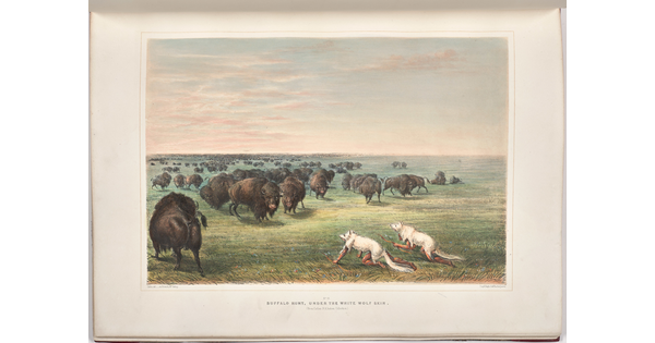 A color print of two Indigenous people wearing white wolf skin crawling toward a herd of bison in an open field.