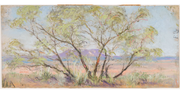 A colorful pastel drawing of a mesquite tree with mountains in the background.