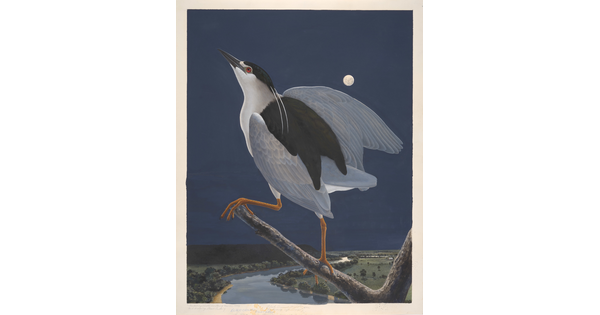 A watercolor of a white bird with black wings and red eyes on a tree limb over a river in the moonlight.