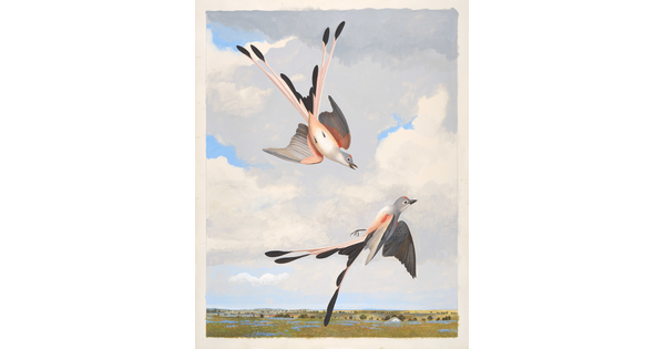 A watercolor painting of two birds flying above a marsh; both with long black tails split in the middle, pink and white breasts, and gray heads.