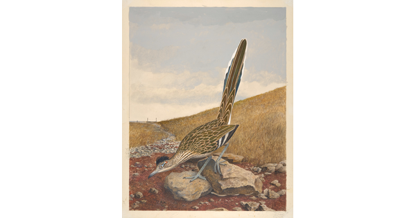 A watercolor painting of a brown speckled bird with a long tail standing on rocks in front of an expansive field of yellow vegetation.