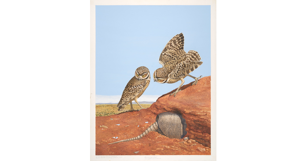 A watercolor of two owls perched on a red rock looking at an armadillo that is partially hidden in a hole.