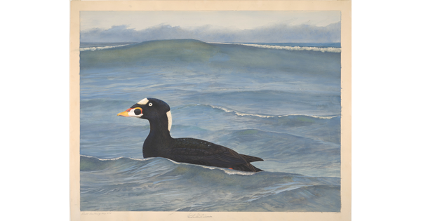 A watercolor painting of a black-and-white duck with an orange, yellow, and black beak, and white eyes swimming in a body of water.
