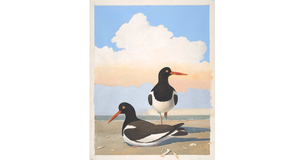 A watercolor of two black-and-white birds with bright orange beaks, one sitting and one standing, on a beach.
