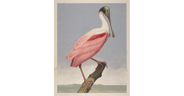 A watercolor of a pink bird with a long beak perched on a branch above water.