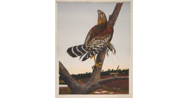 A watercolor of a brown, red, orange, black, and white bird perched on a tree branch holding a crawfish in one talon.