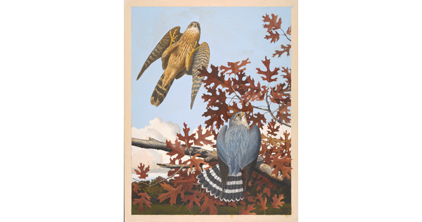 A watercolor of a blue bird with a black-and-white striped tail on a tree branch with autumn leaves, and a brown bird taking flight against a blue sky.