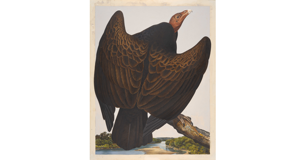 A watercolor of a large brown bird with a pink featherless head, wings partially spread, perched on a branch high above a river.