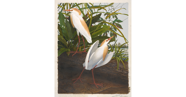 A watercolor painting of two white birds with tan heads and breasts next to a log and foliage.