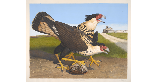 A watercolor of two large birds, one standing on a turtle shell, with hooked beaks and sharp talons.