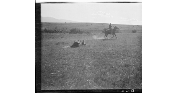 A black-and-white image of a cowboy on horseback riding next to a cow that is lying on the ground and straining against a rope.