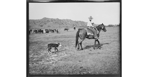 A black-and-white image of a small calf walking behind a cowboy mounted on his horse.