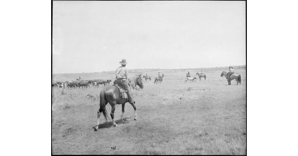 A black-and-white image of a cowboy on horseback riding toward several other cowboys trying to corral a cow.