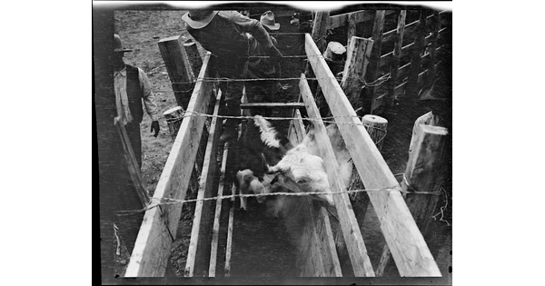 A black-and-white image of a struggling cow in a narrow wood chute and cowboys above and next to the chute, viewed from above.